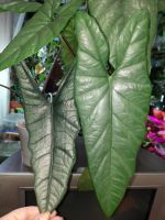 Лот: 23276111. Фото: 2. Алоказия коразон. Комнатные растения и уход