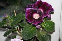 Лот: 4136013. Фото: 2. Глоксиния (цветущее растение в... Комнатные растения и уход