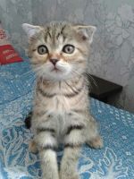 Лот: 9897648. Фото: 3. Котята шотландские. Растения и животные