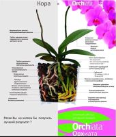 Лот: 12244183. Фото: 2. Orchiata (Орхиата). Комнатные растения и уход