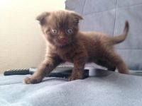 Лот: 7799708. Фото: 5. Шотландские котята
