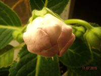 Лот: 5805170. Фото: 4. Глоксиния розовая махровая (цена-... Красноярск