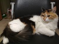 Лот: 12659858. Фото: 4. Рыжий котёнок (пацан) HELP!!!. Красноярск