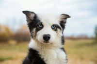 Лот: 12717235. Фото: 6. Якутская лайка. Кобель. Взрывной...