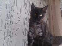 Лот: 5149793. Фото: 4. Котята мейн- кун. Красноярск