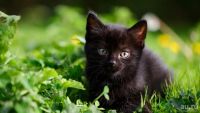 Лот: 11491671. Фото: 3. котёнок невская маскарадная. Растения и животные