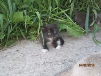 Лот: 4236516. Фото: 4. подарю котят от сиамской кошечки... Красноярск