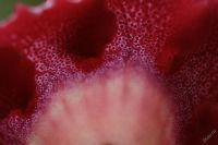 Лот: 2968576. Фото: 3. Глоксиния 37 (цветет). Растения и животные