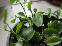 Лот: 6996071. Фото: 6. муррайя8 сеянец