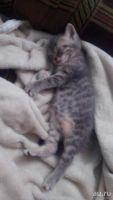 Лот: 8876793. Фото: 5. Котёнок Британец