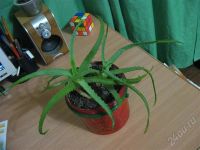 Лот: 574915. Фото: 2. Алоэ!!! =)=)=). Комнатные растения и уход