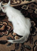 Лот: 20678755. Фото: 2. Котенок. Животные и уход