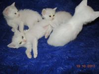 Лот: 10477074. Фото: 2. Милые котята. Животные и уход