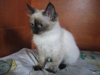 Лот: 9372273. Фото: 2. кошечка 3. Животные и уход