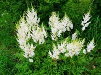 Лот: 11296347. Фото: 2. Таволга ( Filipendula ), Лабазник... Медицина