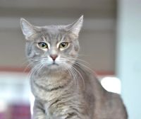 Лот: 6944657. Фото: 5. Дымчатый котик 2 года