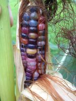 Лот: 8391952. Фото: 5. кукуруза разноцветная и Черная...