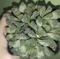 Лот: 21590773. Фото: 5. хавортия Haworthia cooperi variegata...