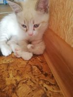 Лот: 15610288. Фото: 3. Котята от невской маскарадной... Растения и животные