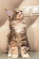 Лот: 9382998. Фото: 2. Мейн кун кошечка и котик. Животные и уход