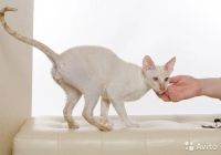 Лот: 12880631. Фото: 4. котята корниш-рекс, американцы. Красноярск