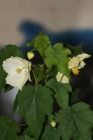 Лот: 4069604. Фото: 2. Абутилон Бэлла (Невеста). Комнатные растения и уход