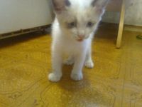 Лот: 11630671. Фото: 3. Отдам котенка в хорошие руки. Растения и животные