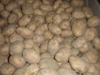 Лот: 6370096. Фото: 3. Картофель. Продам деревенскую... Красноярск