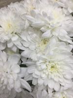 Лот: 9539551. Фото: 4. Упаковка хризантем кустовых 5... Красноярск