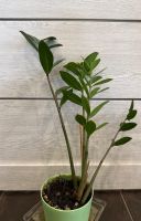 Лот: 25384294. Фото: 3. Замиокулькас. Долларовое растение... Растения и животные