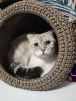 Лот: 24900041. Фото: 4. Кошкин дом. Красноярск