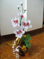 Лот: 1170681. Фото: 2. орхидея жемчужная. Сувениры