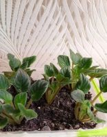 Лот: 23116925. Фото: 6. Фиалка сортовая