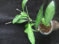 Лот: 13591904. Фото: 2. Хойя Hoya David cummings. Комнатные растения и уход