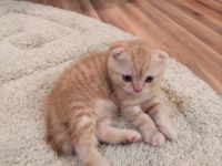 Лот: 3682340. Фото: 4. Шотландский котенок. Красноярск