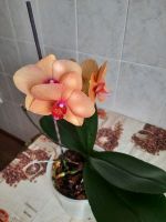 Лот: 20373487. Фото: 6. орхидея фаленопсис Саммер Сонг