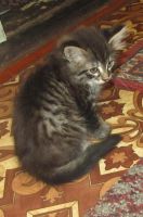 Лот: 4768996. Фото: 2. Котята 3 месяца. Животные и уход