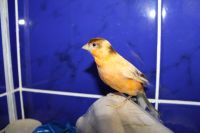 Лот: 6707953. Фото: 4. канарейка кенар. Красноярск