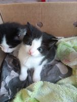 Лот: 25807083. Фото: 4. Котёнок. Красноярск