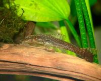 Лот: 17537545. Фото: 2. Отоцинклюс Негрос (Otocinclus... Аквариумистика