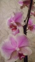 Лот: 8609411. Фото: 7. Phalaenopsis Amsterdam(орхидея...