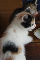 Лот: 10359247. Фото: 4. Отдам в хорошие руки котят. Красноярск