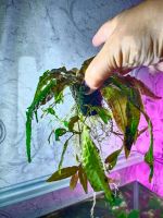 Лот: 20580659. Фото: 3. Криптокорина. Растения и животные