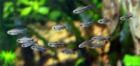 Лот: 16201252. Фото: 4. Коридорас пигмей (Corydoras pygmaeus... Красноярск