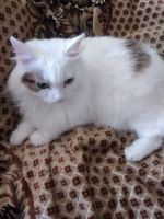 Лот: 20555354. Фото: 2. Молодая стерильная кошка в добрые... Животные и уход