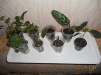 Лот: 1511617. Фото: 2. Цветочное ассорти. Комнатные растения и уход