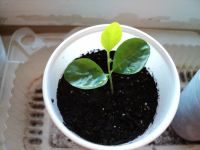 Лот: 4395615. Фото: 4. Муррайя росток цветущий. Красноярск