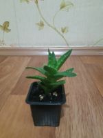 Лот: 23337689. Фото: 6. Сортовое алоэ