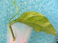 Лот: 4755523. Фото: 7. Хойя Лазианта-Hoya lasiantha
