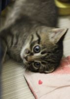 Лот: 17504664. Фото: 6. Отдам котят
